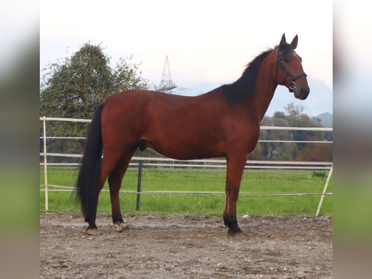 French Trotter Gelding 8 years 15,2 hh Brown in Kirchbichl