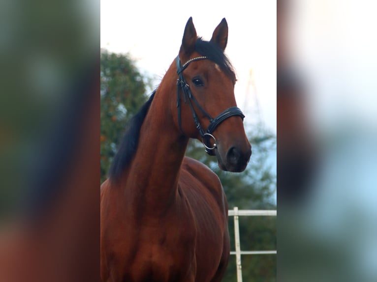 French Trotter Gelding 8 years 15,2 hh Brown in Kirchbichl