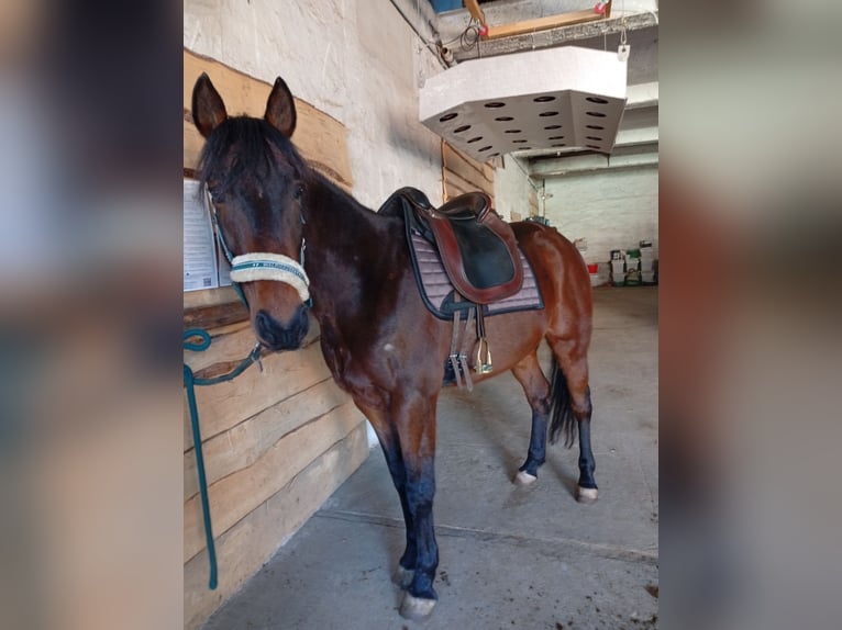 French Trotter Gelding 8 years 15,2 hh Brown in Quedlinburg