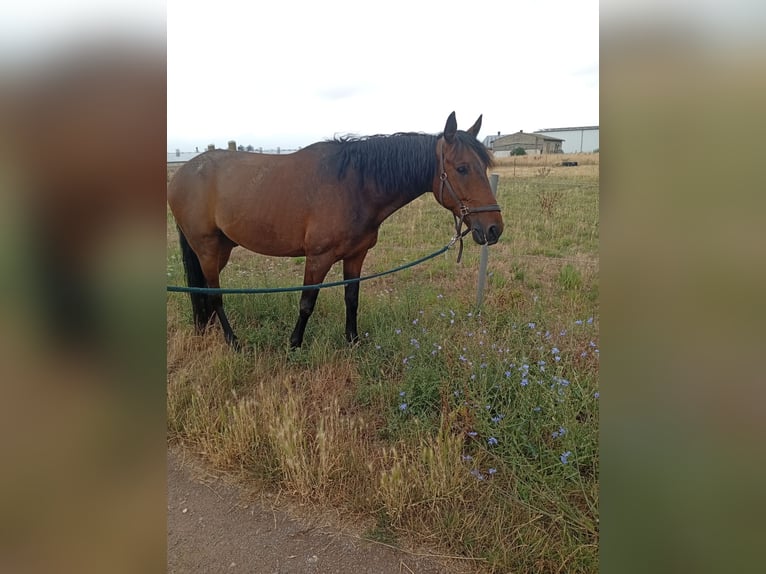 French Trotter Gelding 8 years 15,2 hh Brown in Quedlinburg