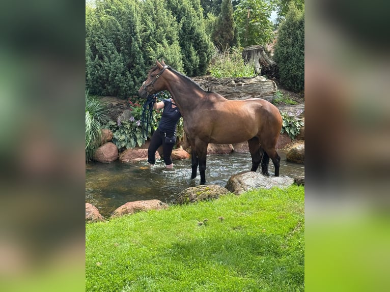 French Trotter Gelding 8 years 15,2 hh Brown in Quedlinburg
