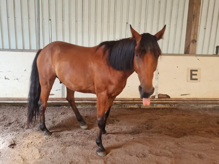 French Trotter Gelding 8 years 15,2 hh Brown in Weyhe