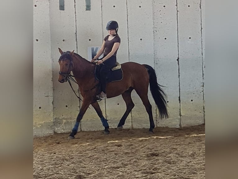 French Trotter Gelding 8 years 15,2 hh Brown in Weyhe