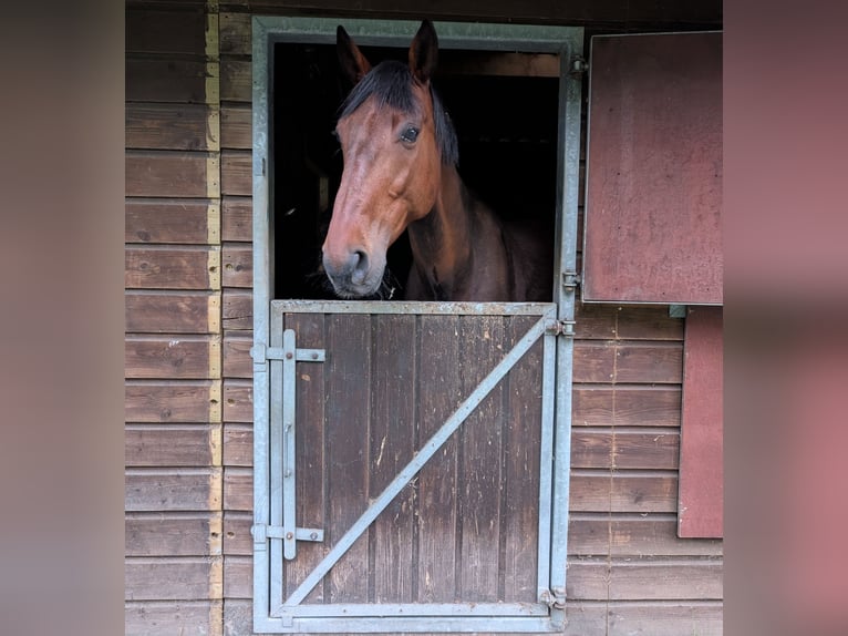 French Trotter Gelding 8 years 15,2 hh Brown in Annerveenschekanaal