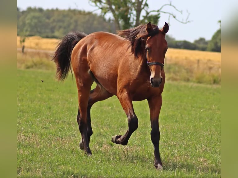 French Trotter Gelding 8 years 16.1 hh Bay in Berceni