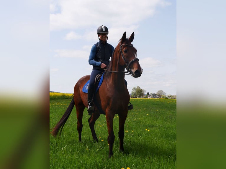 French Trotter Gelding 8 years 16,2 hh Brown in Bruckmühl