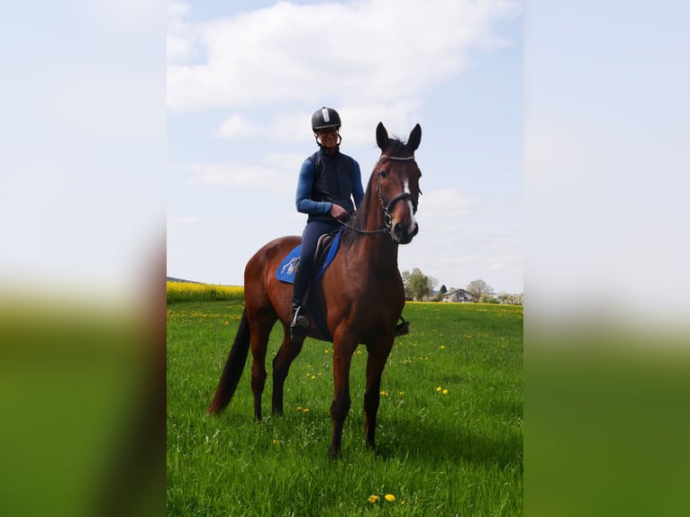 French Trotter Gelding 8 years 16,2 hh Brown in Bruckmühl