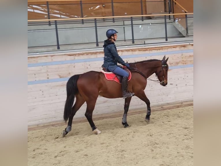 French Trotter Gelding 8 years 16,2 hh Brown in Portalban