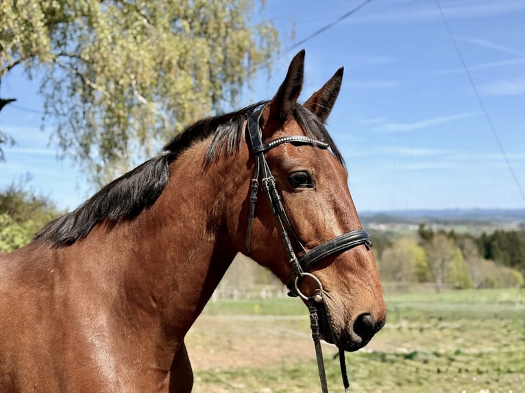 French Trotter Gelding 8 years 16.2 hh Brown in Pelmberg