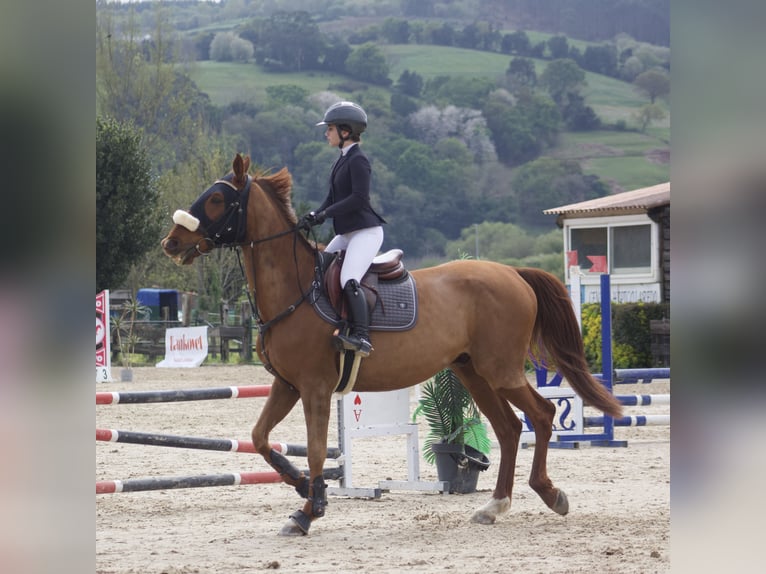 French Trotter Gelding 8 years 16.3 hh Chestnut-Red in Santander