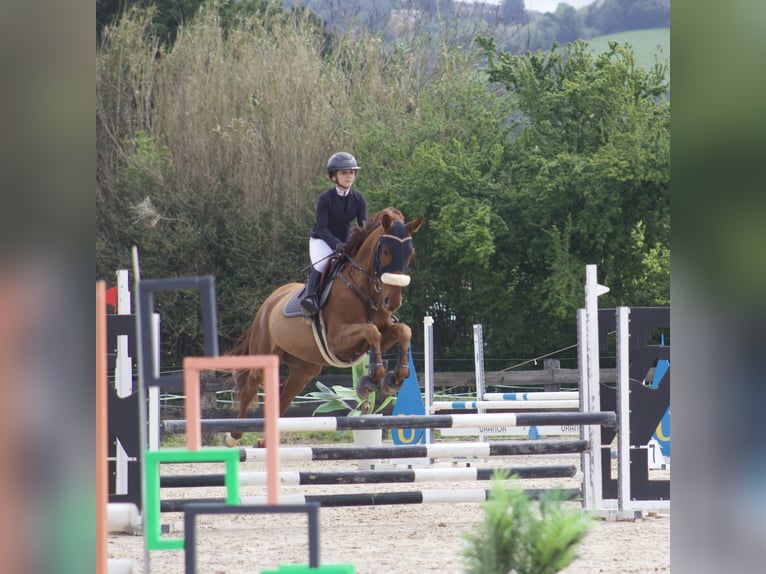 French Trotter Gelding 8 years 16.3 hh Chestnut-Red in Santander