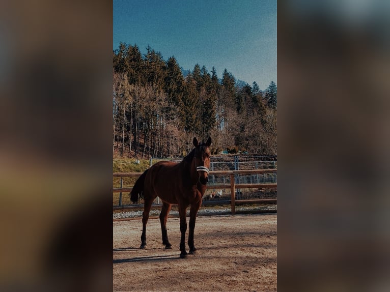 French Trotter Gelding 8 years 16 hh Brown in Siegsdorf