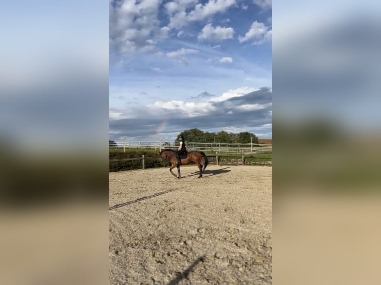 French Trotter Gelding 8 years 16 hh Brown in Rastatt