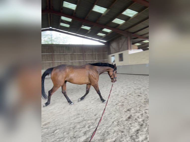 French Trotter Gelding 8 years 16 hh Brown in Rastatt