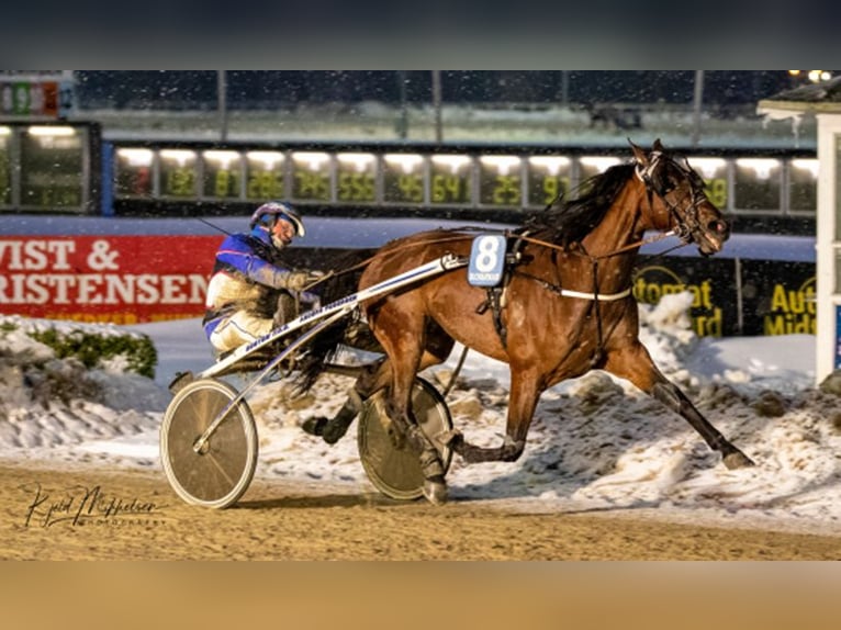 French Trotter Gelding 8 years 16,1 hh Bay in Berceni