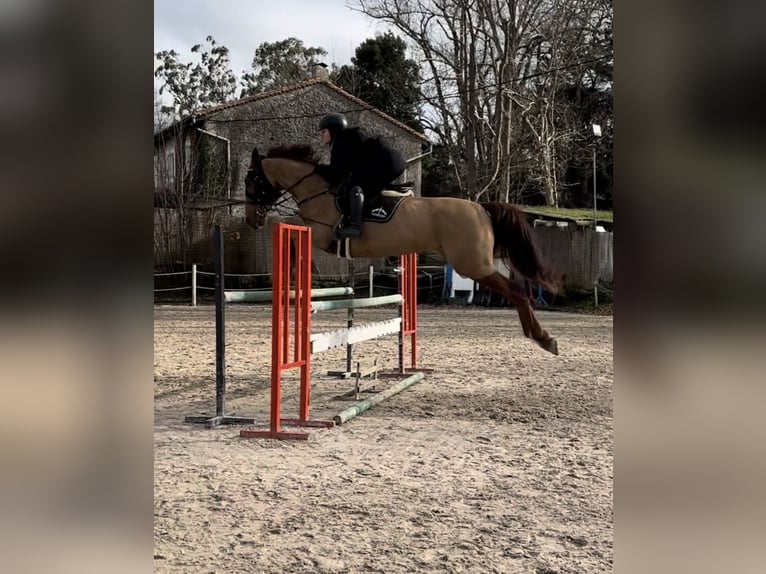 French Trotter Gelding 8 years 16,3 hh Chestnut-Red in Miengo