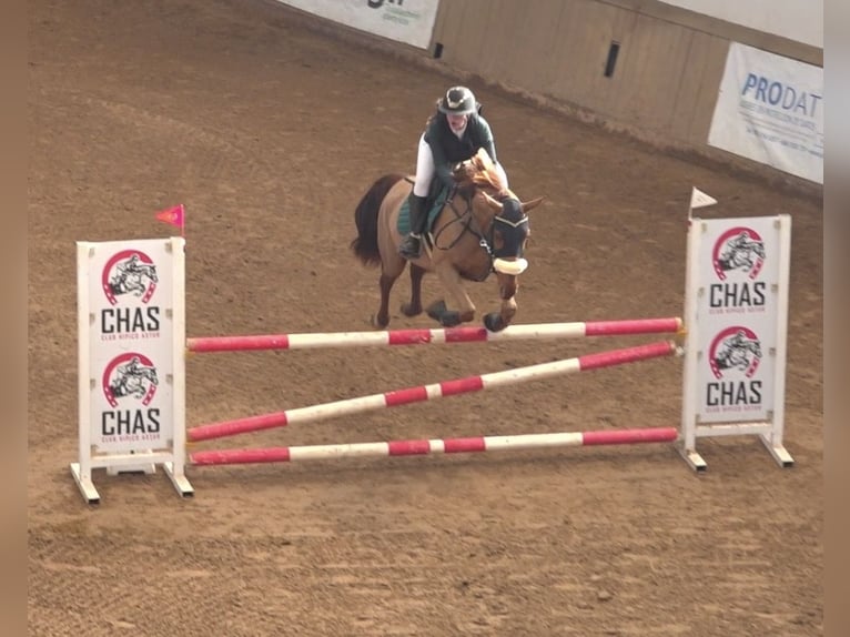 French Trotter Gelding 8 years 16,3 hh Chestnut-Red in Miengo
