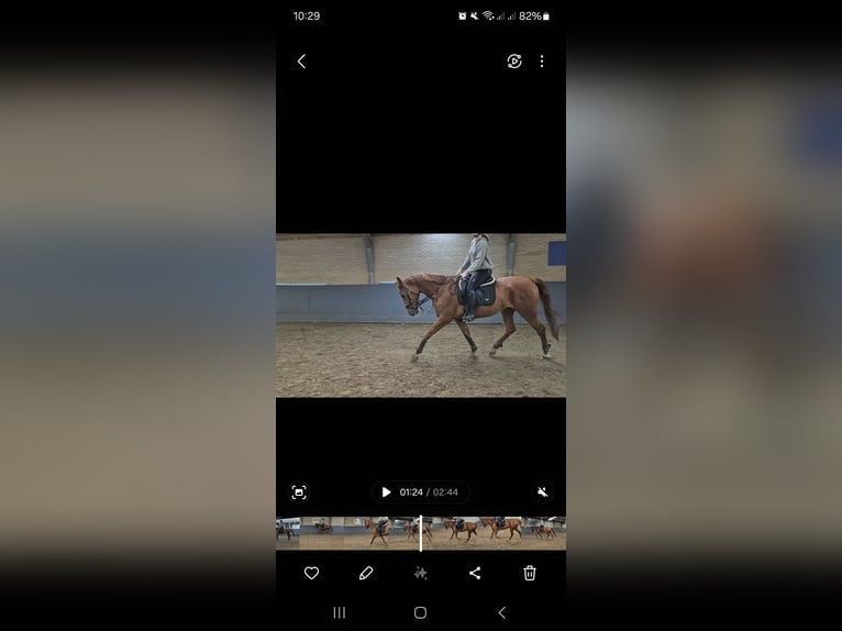 French Trotter Gelding 8 years 17 hh Chestnut-Red in Rotterdam