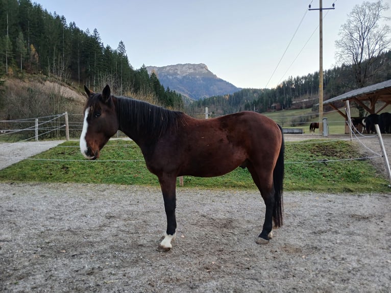 French Trotter Gelding 9 years 15.2 hh Brown in St. Aegyd