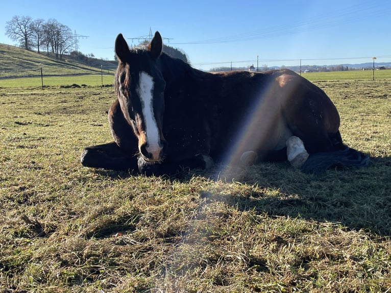 French Trotter Gelding 9 years 15,3 hh Brown in Landsberg am Lech