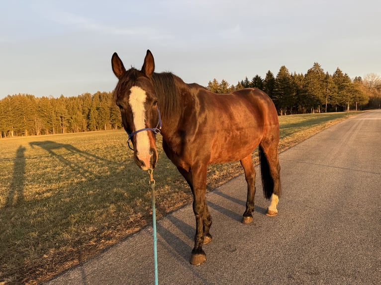 French Trotter Gelding 9 years 15,3 hh Brown in Landsberg am Lech