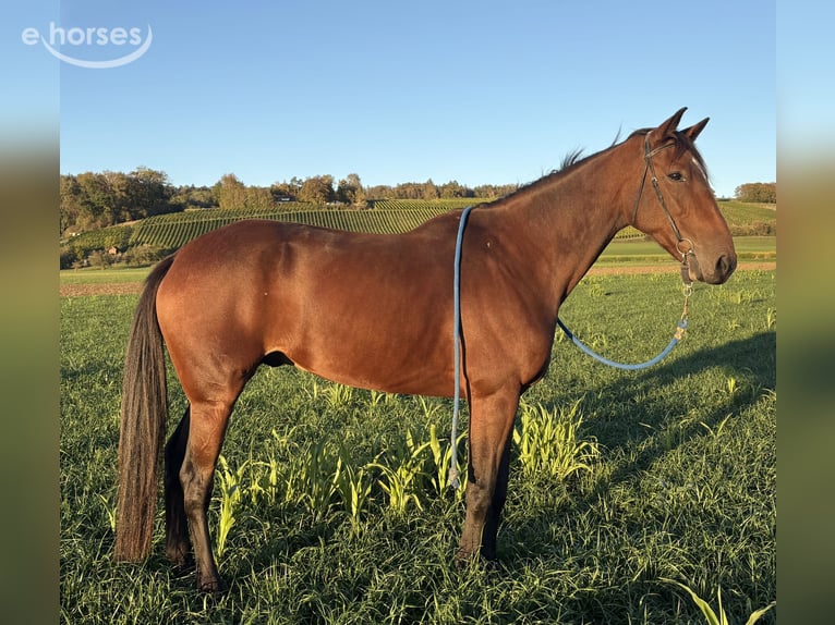 French Trotter Gelding 9 years 16.1 hh Brown in Oberstammheim
