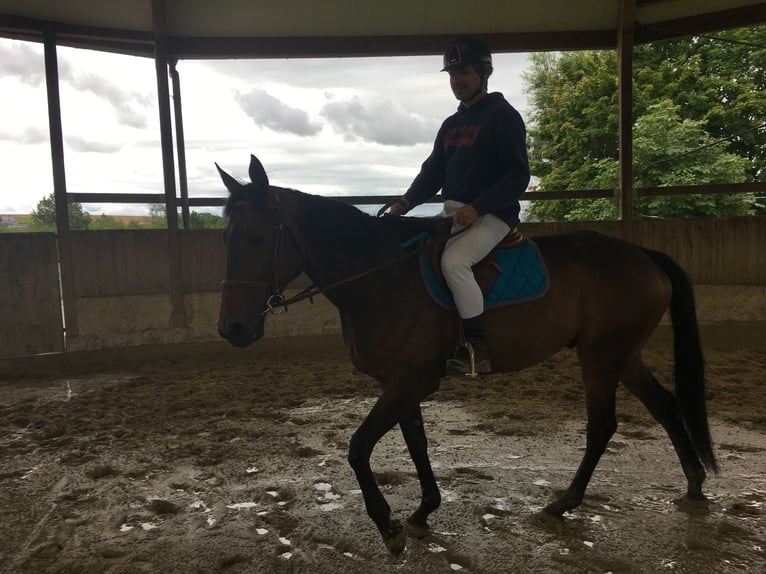 French Trotter Gelding 9 years 16,3 hh in Rodenbourg-Junglinster