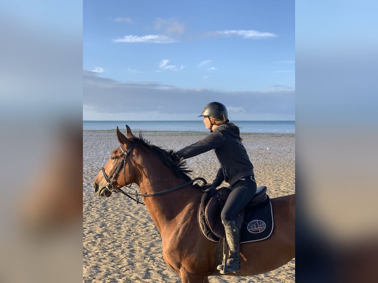 French Trotter Gelding 9 years 16 hh Brown in Ouistreham
