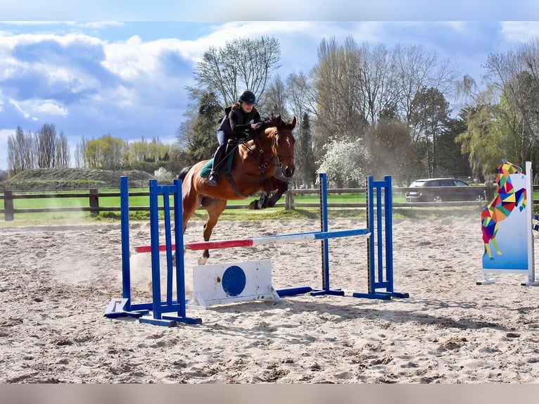 French Trotter Gelding 9 years 16 hh Brown in Ouistreham
