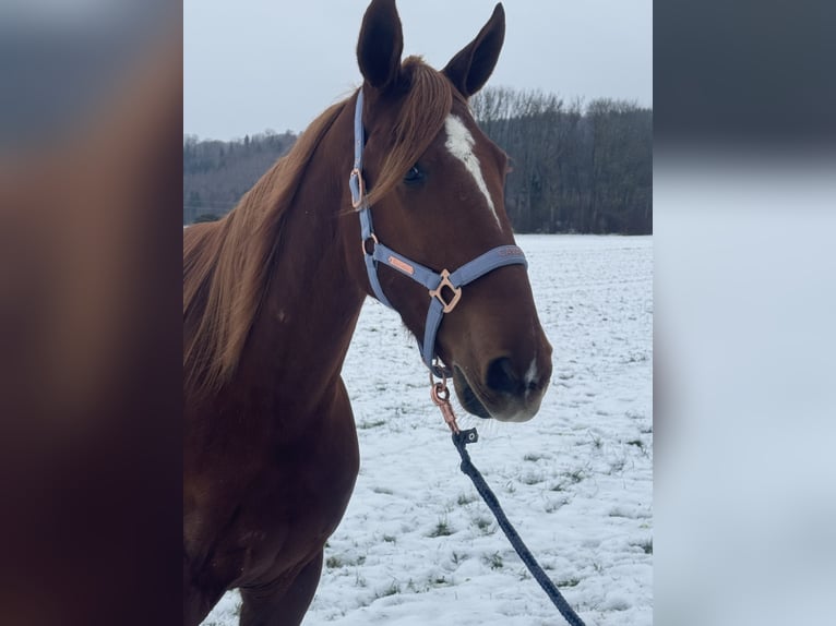 French Trotter Gelding 9 years 16,1 hh Chestnut-Red in Bruckmühl