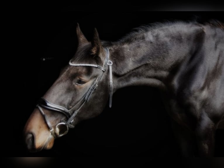 French Trotter Gelding 9 years 16,2 hh Bay-Dark in Heiligenhaus