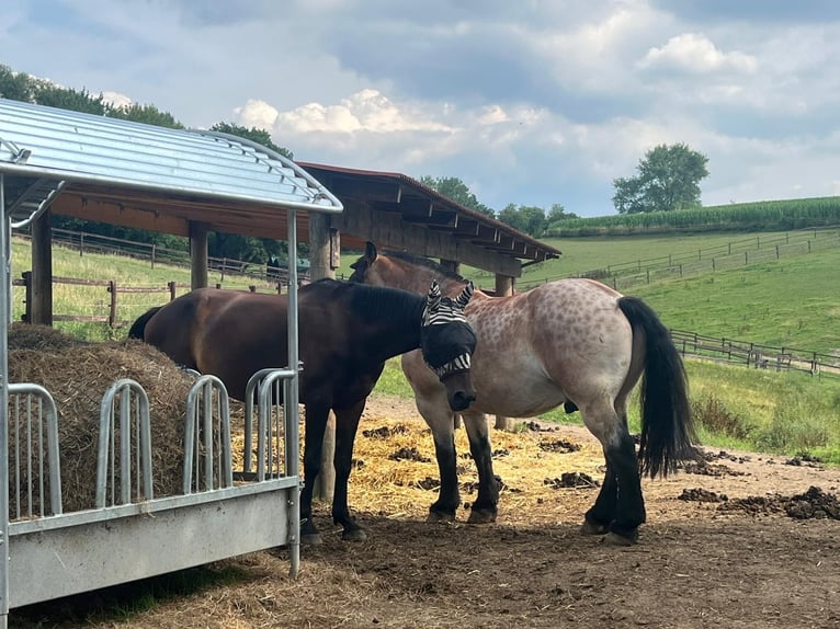 French Trotter Gelding 9 years 16,2 hh Bay-Dark in Heiligenhaus