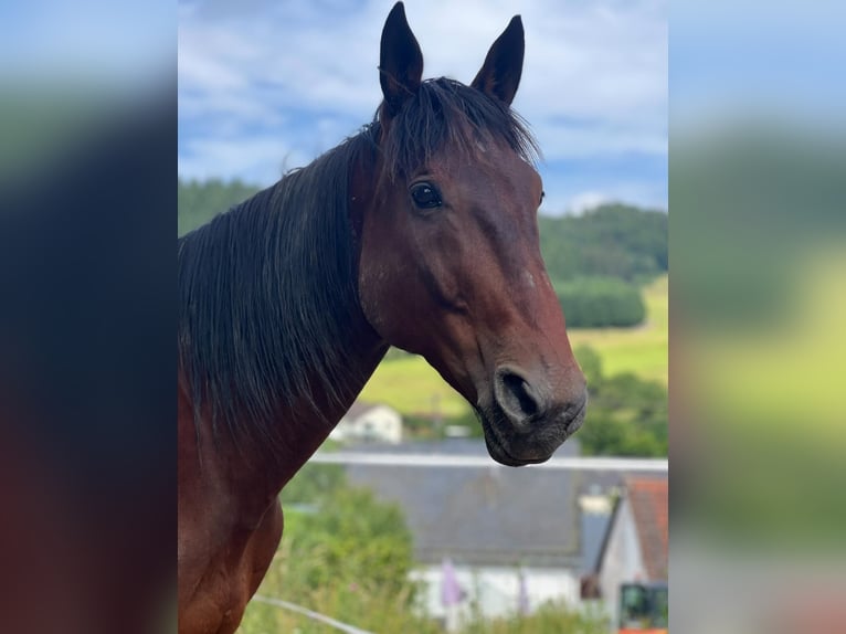 French Trotter Gelding 9 years 17 hh Brown in Amsterdam