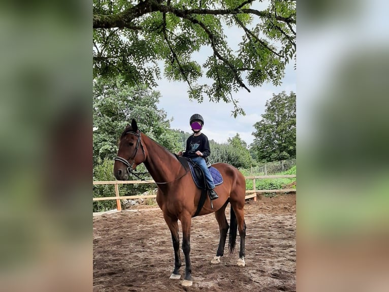 French Trotter Gelding 9 years 17 hh Brown in Amsterdam