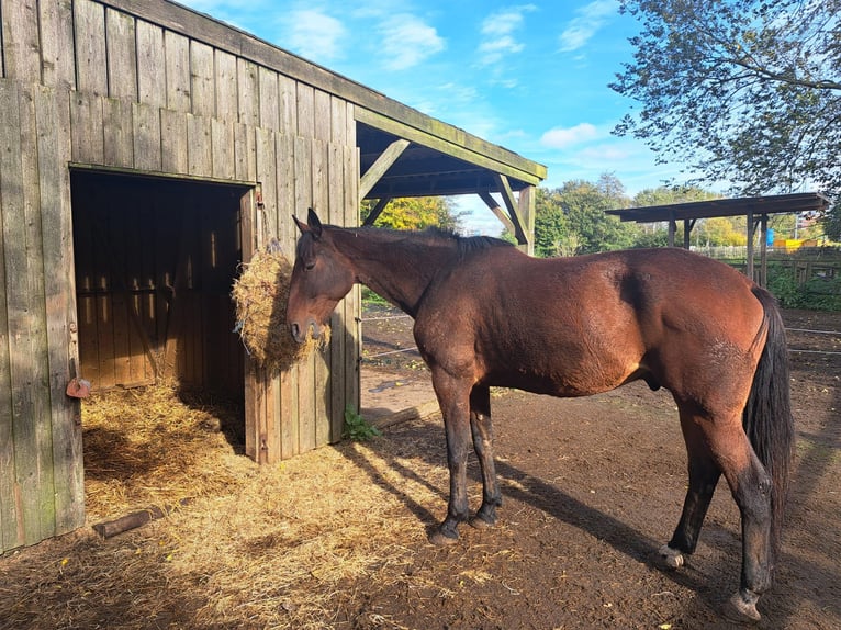 French Trotter Gelding 9 years 17 hh Brown in Amsterdam