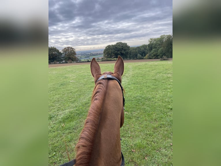 French Trotter Gelding 9 years 17 hh Chestnut-Red in Steenwerck