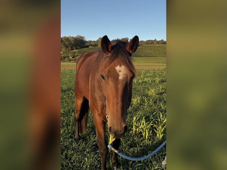 French Trotter Gelding 9 years Brown in Oberstammheim