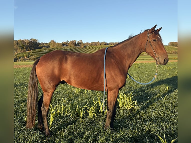 French Trotter Gelding 9 years Brown in Oberstammheim