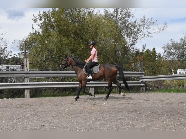 French Trotter Mare 10 years 15.1 hh Brown in Arnstorf
