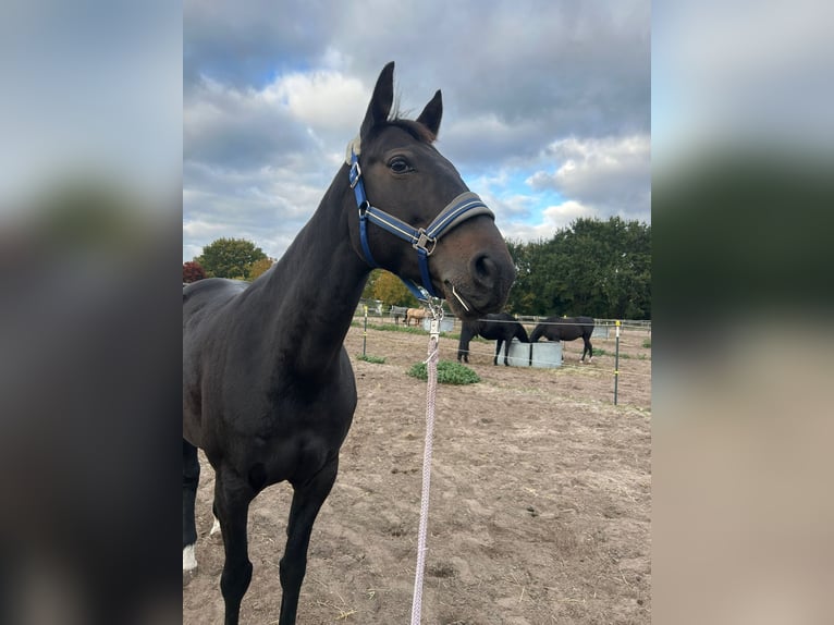 French Trotter Mare 10 years 15.3 hh Bay-Dark in Werder( Havel)