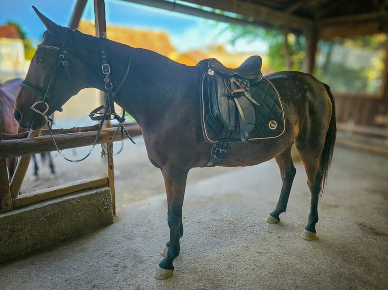 French Trotter Mare 10 years 15,3 hh Brown in Haderswörth