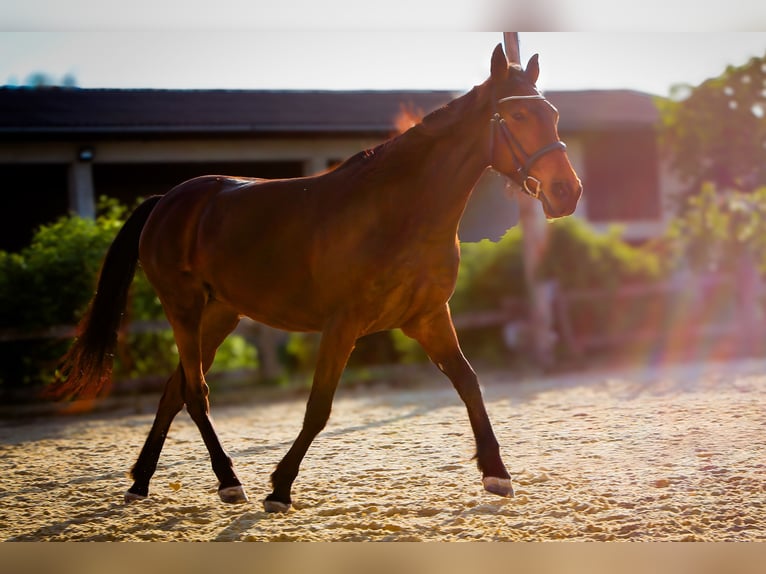 French Trotter Mare 10 years 15,3 hh Brown in Haderswörth