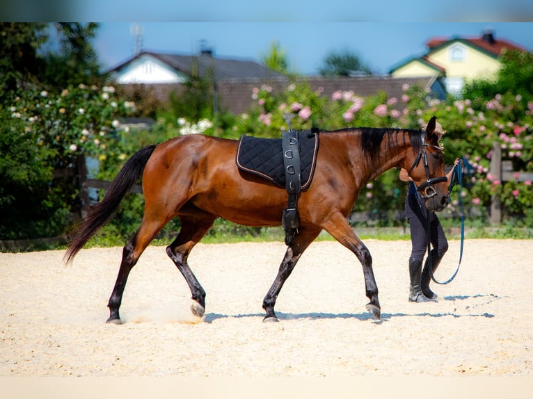 French Trotter Mare 10 years 15,3 hh Brown in Haderswörth