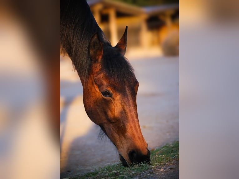 French Trotter Mare 10 years 15,3 hh Brown in Haderswörth