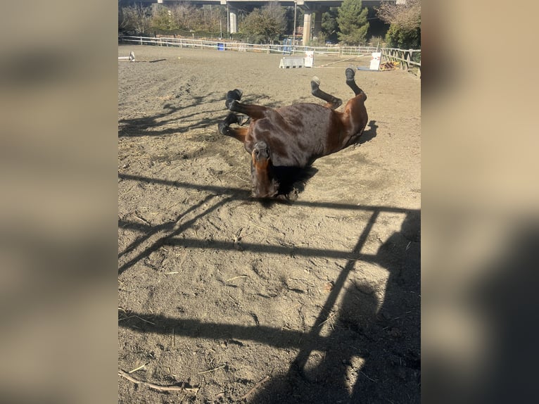 French Trotter Mare 10 years 15,1 hh Bay-Dark in Pineda De Mar