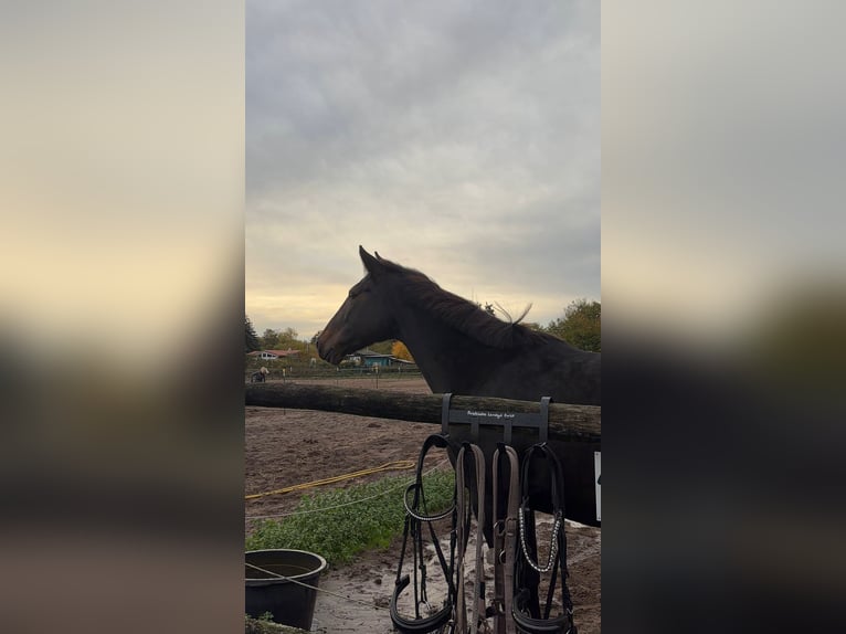 French Trotter Mare 10 years 15,3 hh Bay-Dark in Werder( Havel)