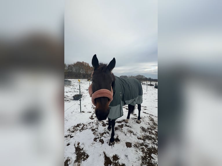 French Trotter Mare 10 years 15,3 hh Bay-Dark in Werder( Havel)