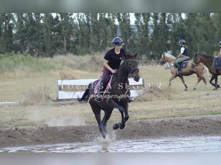 French Trotter Mare 10 years 15,3 hh Bay-Dark in Werder
