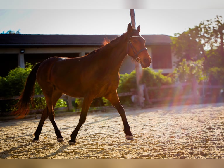 French Trotter Mare 10 years 16 hh Bay in Hadersw&#xF6;rth/Lanzenkirchen