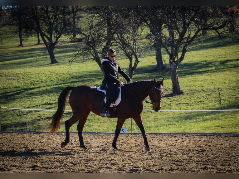 French Trotter Mare 10 years 16 hh Bay in Hadersw&#xF6;rth/Lanzenkirchen